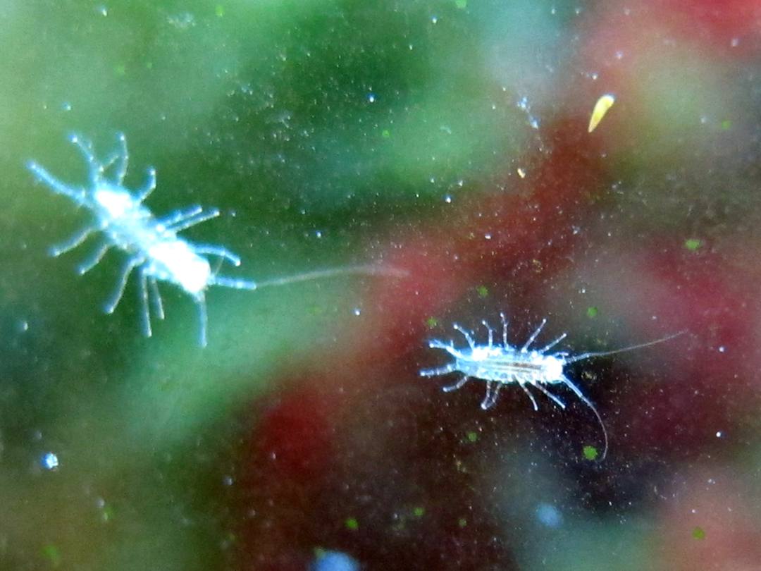 2067_isopods.jpg